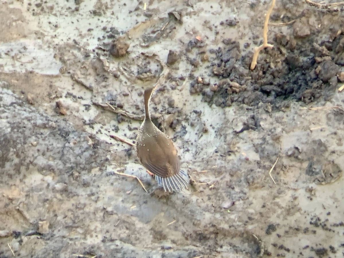 African Finfoot - ML638264263