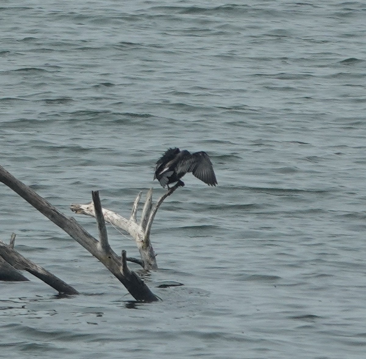 Little Cormorant - ML638264264