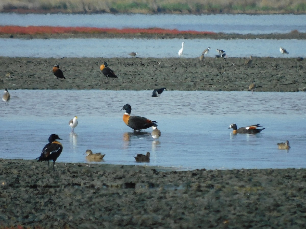Australian Shelduck - ML638264270