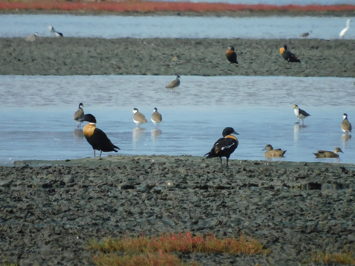 Australian Shelduck - ML638264271