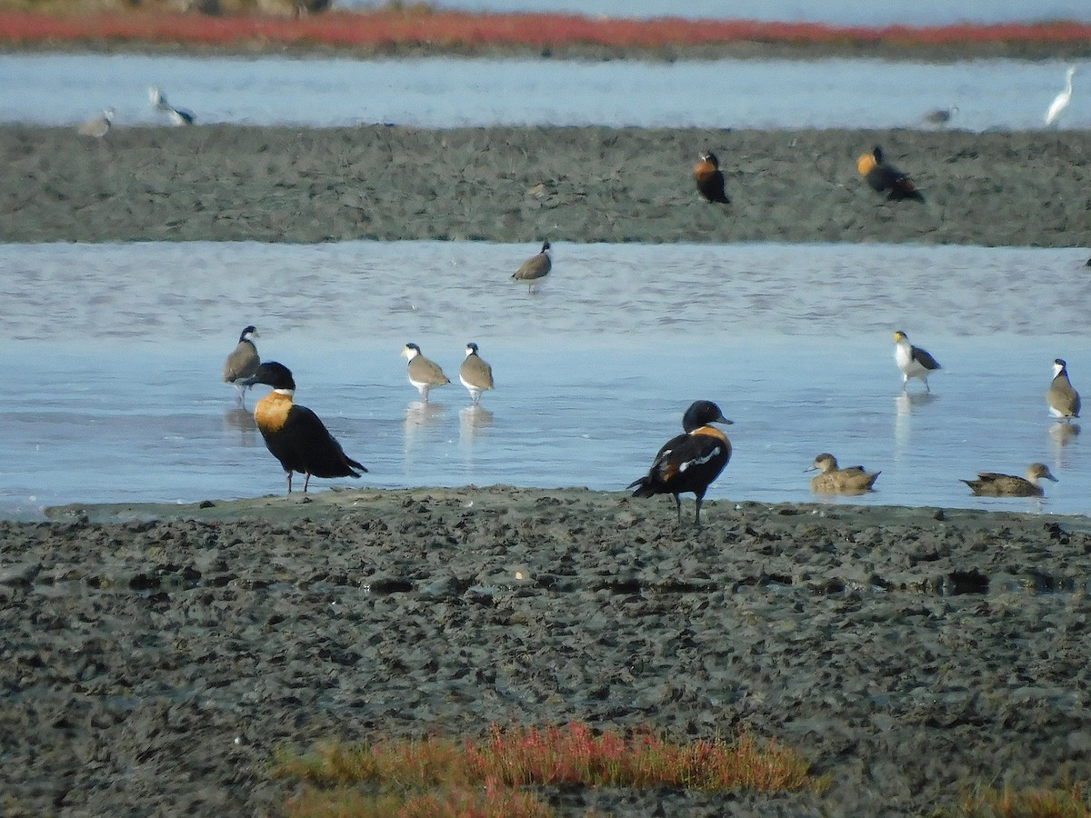Australian Shelduck - ML638264272