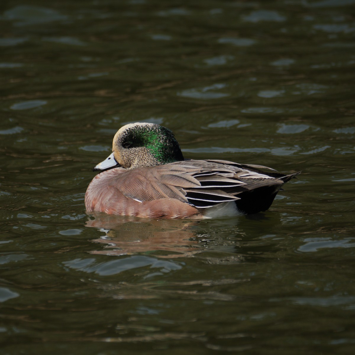 American Wigeon - ML638264276