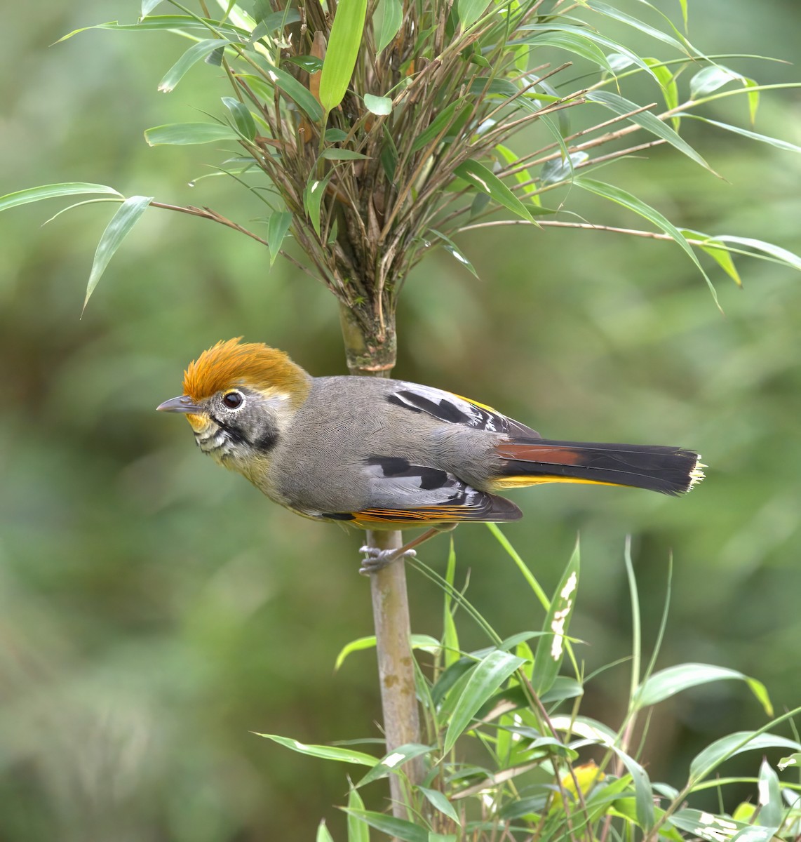 Chestnut-tailed Minla - ML638264278