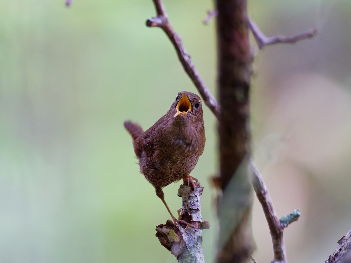 Troglodyte mignon - ML638264285