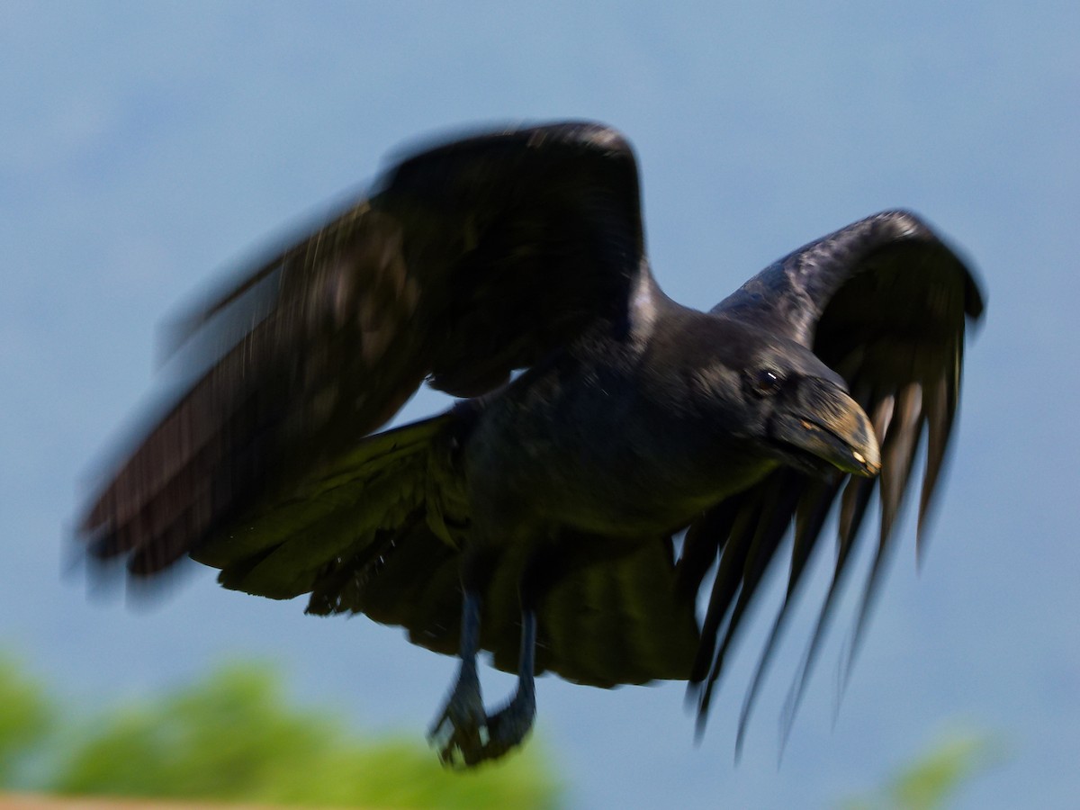 Carrion Crow - ML638264304