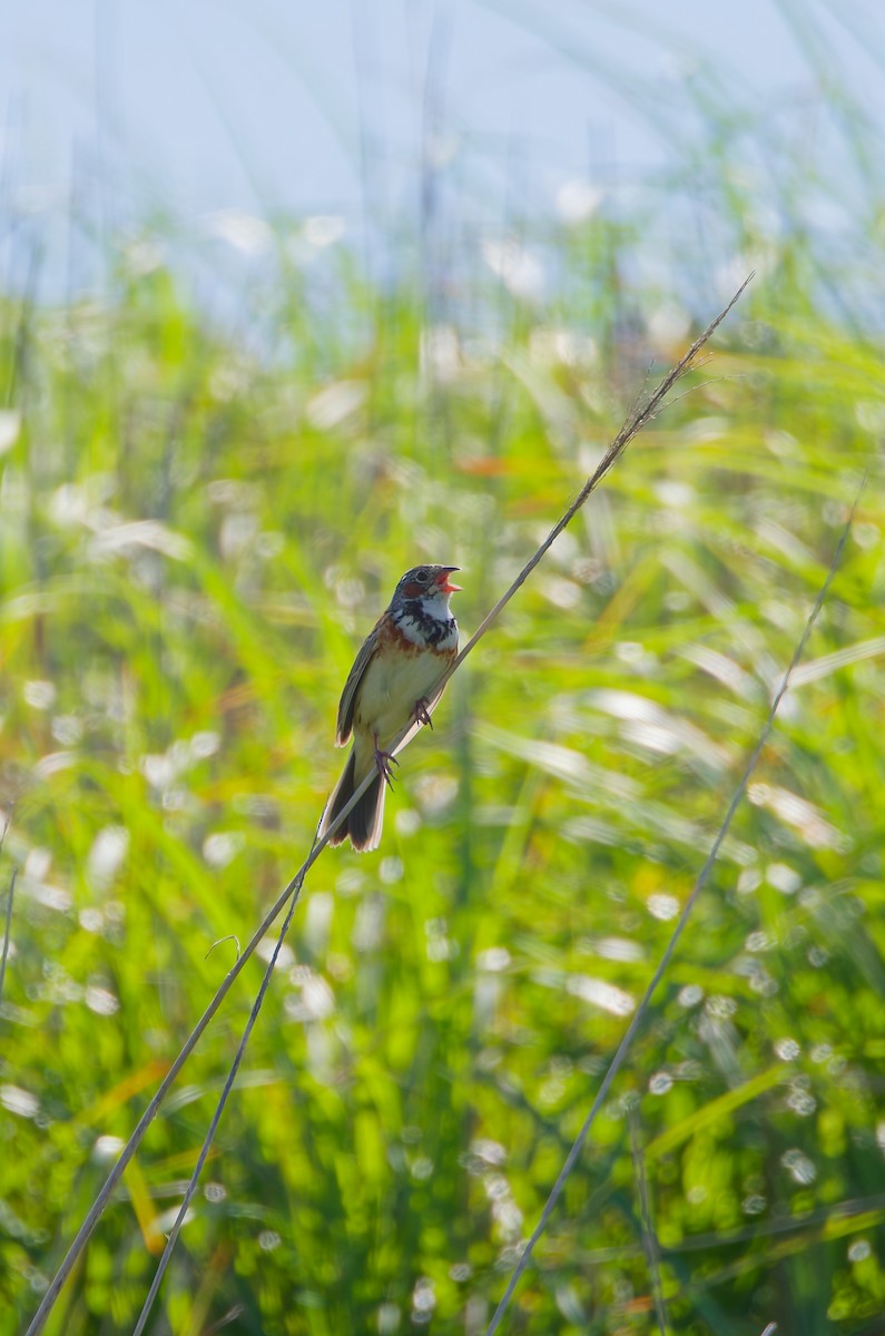Chestnut-eared Bunting - ML638264307