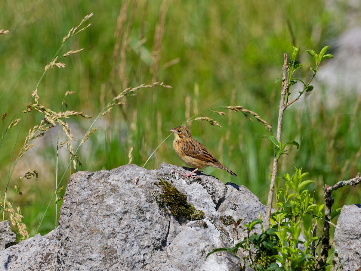 Chestnut-eared Bunting - ML638264308