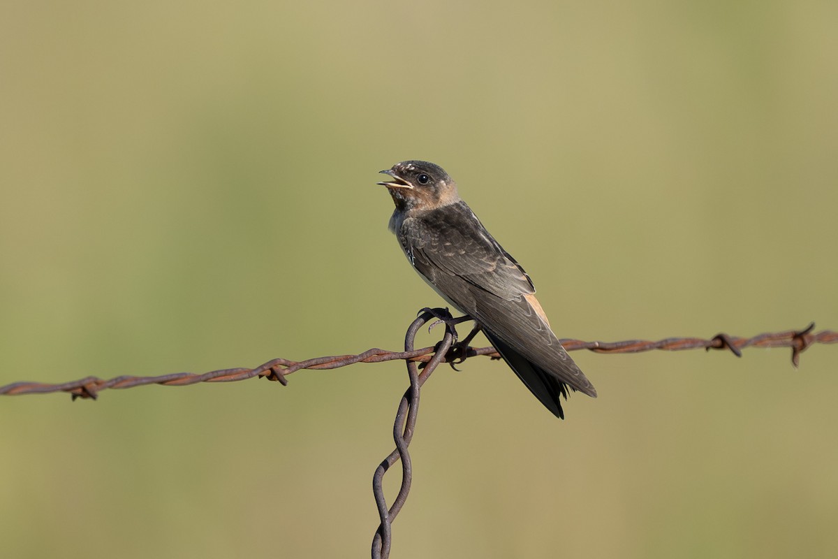 Cliff Swallow - ML638264328