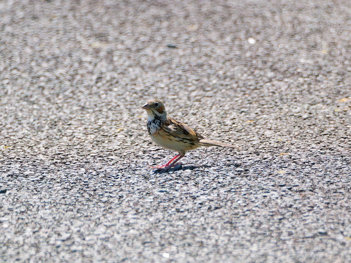 Chestnut-eared Bunting - ML638264330