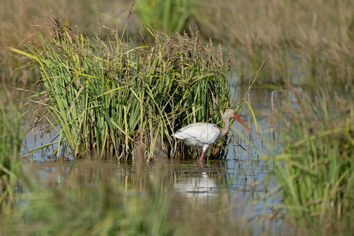 White Ibis - ML638264349
