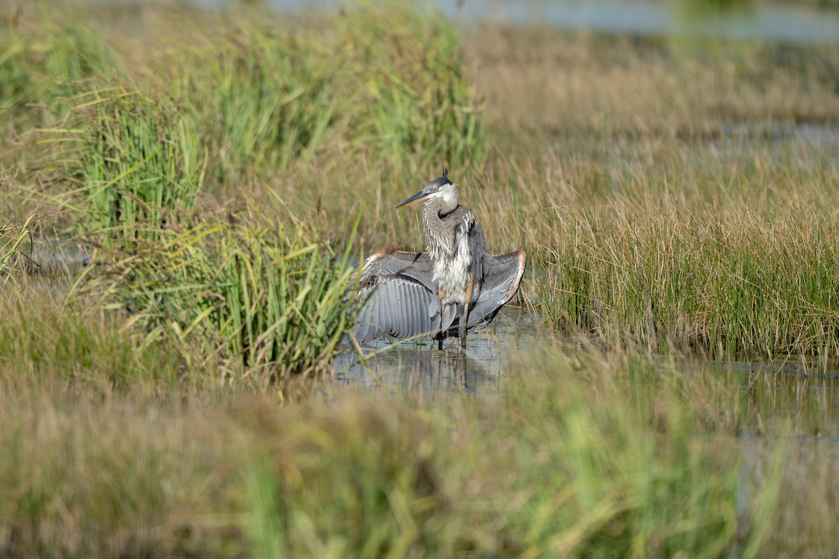 Great Blue Heron - ML638264350