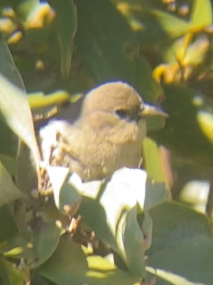 Hawaii Amakihi - ML638264359