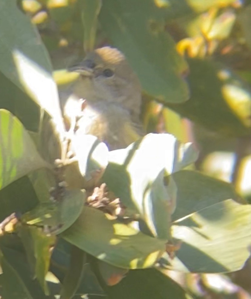 Hawaii Amakihi - ML638264363