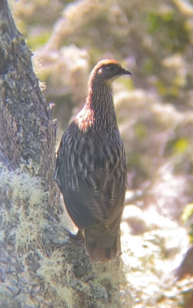 Erckel's Spurfowl - ML638264371