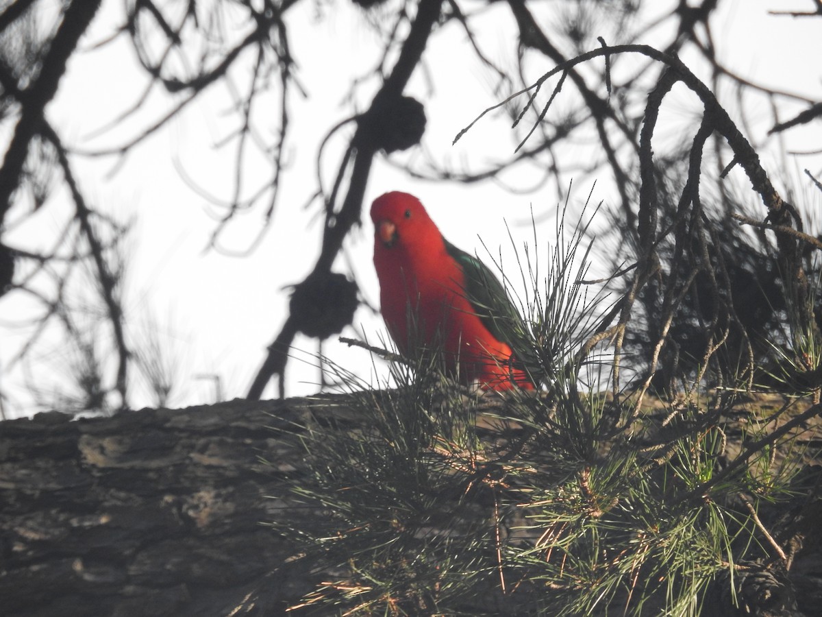 Australian King-Parrot - ML638264373