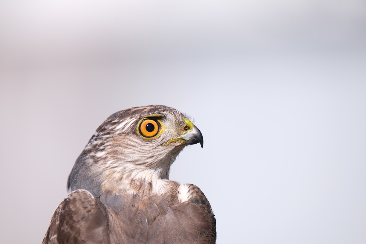 Sharp-shinned Hawk - ML638264383