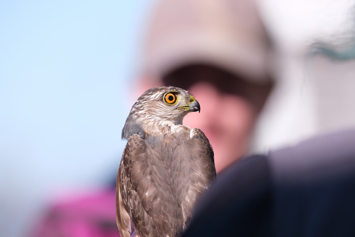 Sharp-shinned Hawk - ML638264384