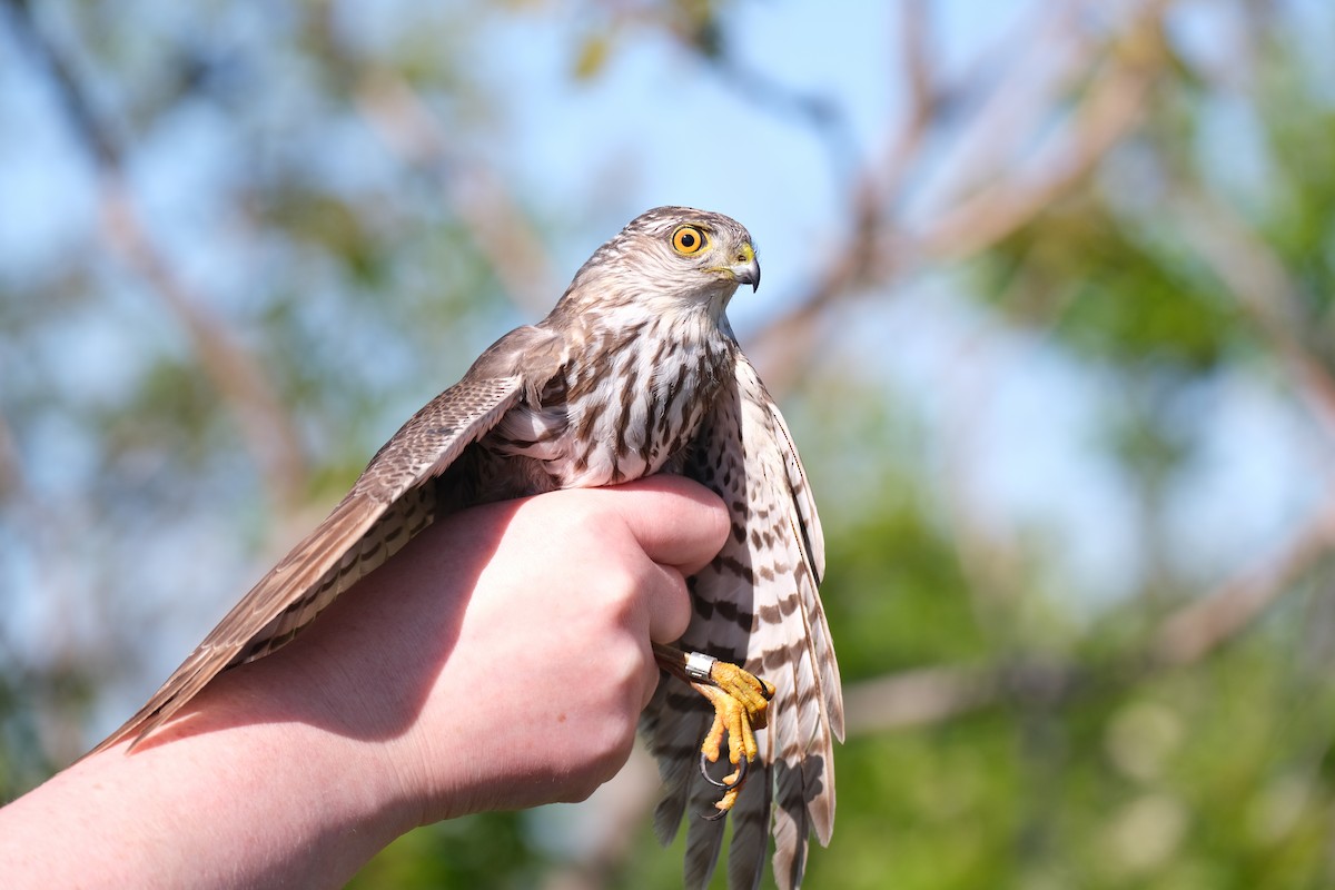 Sharp-shinned Hawk - ML638264385