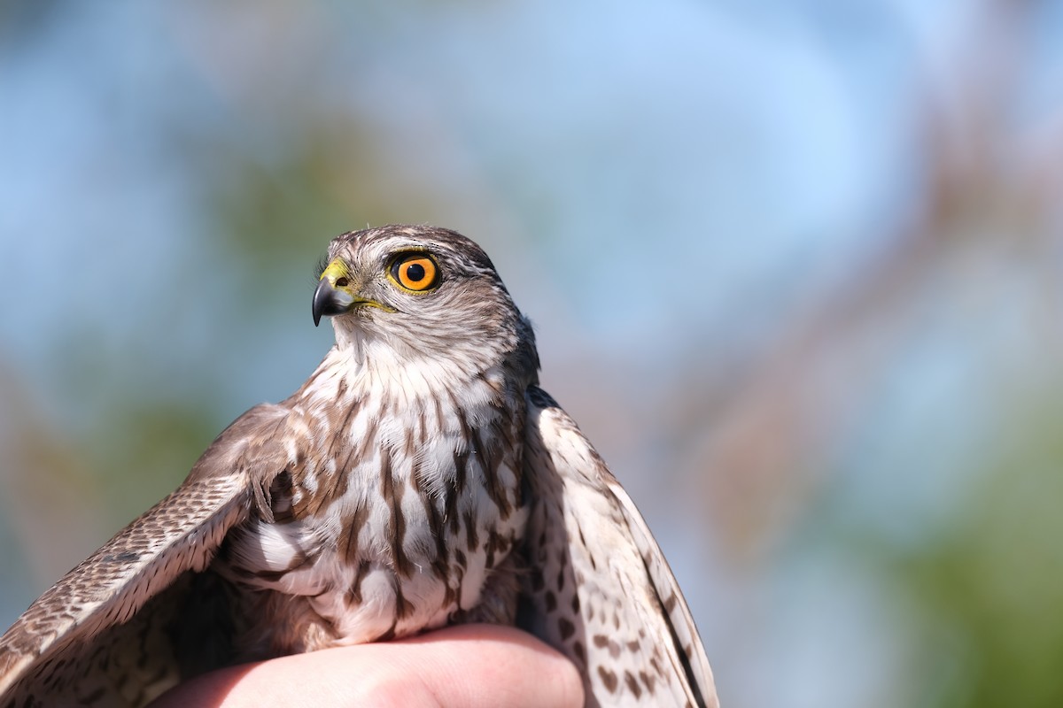 Sharp-shinned Hawk - ML638264386