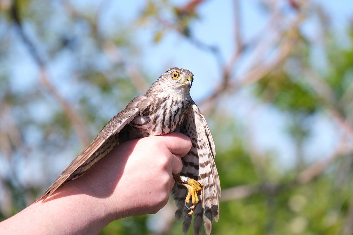 Sharp-shinned Hawk - ML638264388
