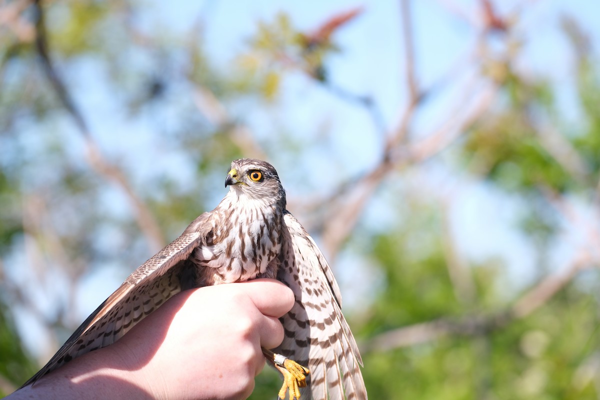Sharp-shinned Hawk - ML638264390
