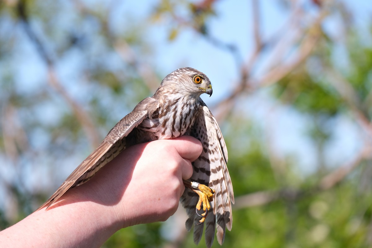 Sharp-shinned Hawk - ML638264391