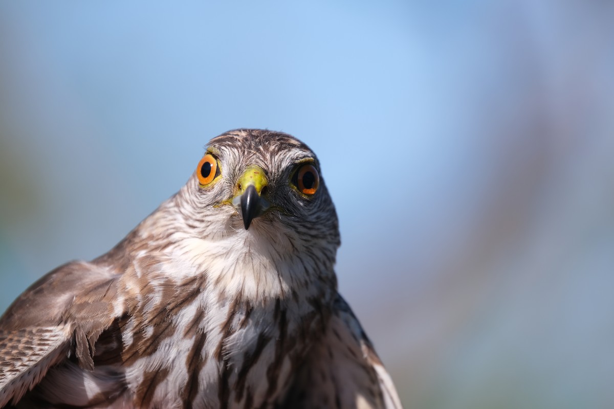 Sharp-shinned Hawk - ML638264392