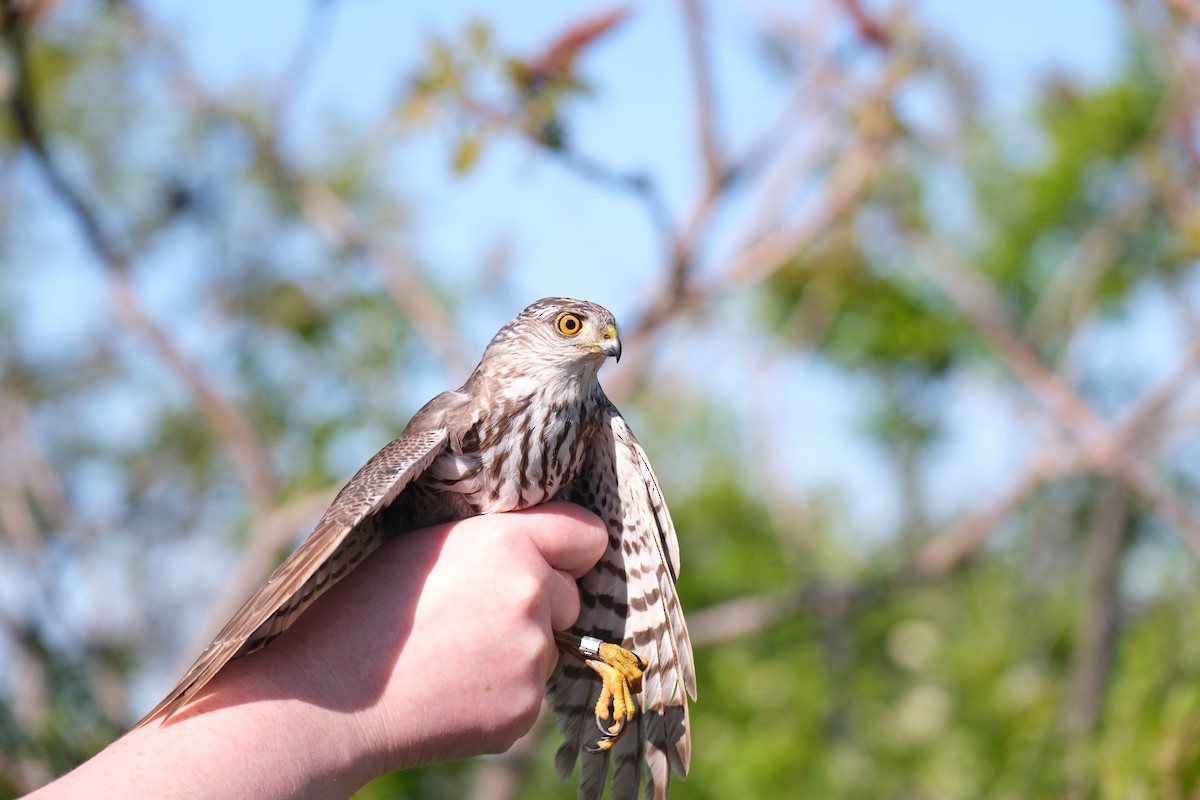Sharp-shinned Hawk - ML638264394