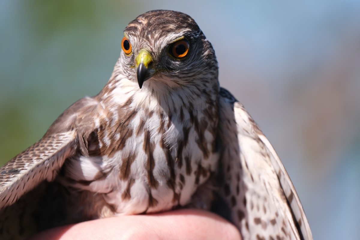 Sharp-shinned Hawk - ML638264395