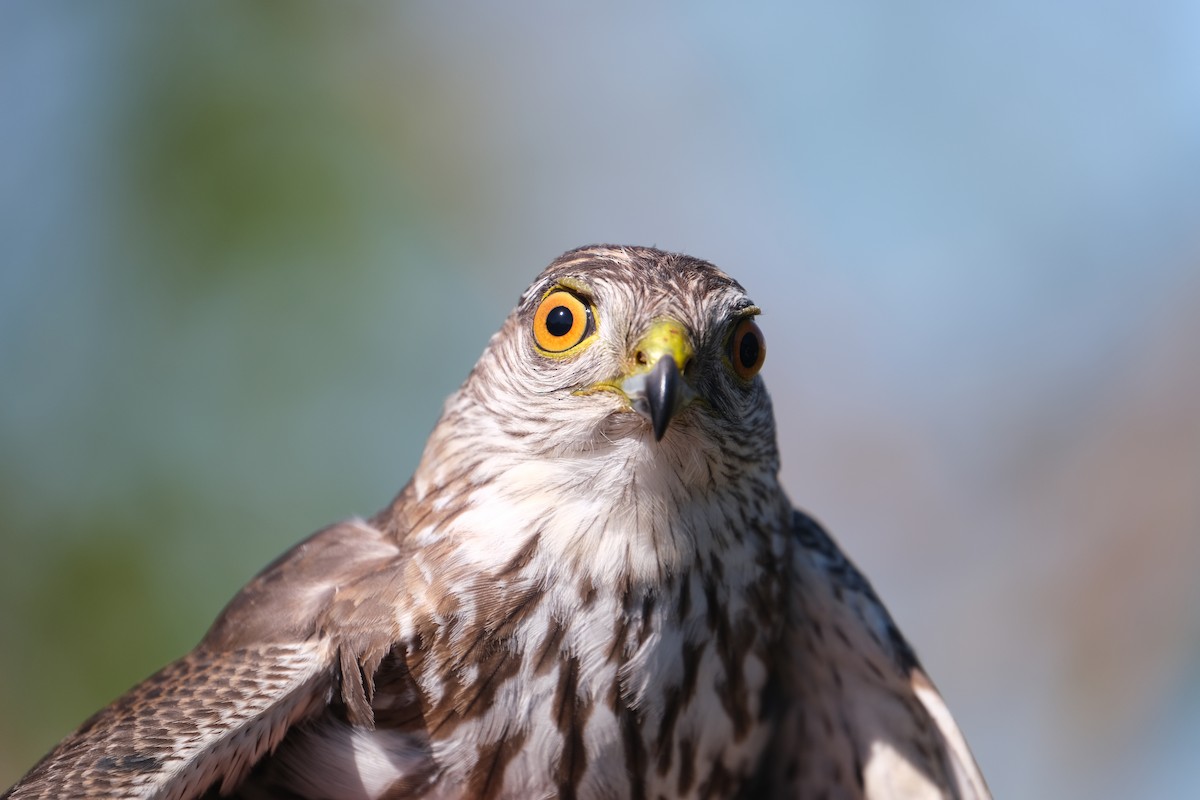 Sharp-shinned Hawk - ML638264396