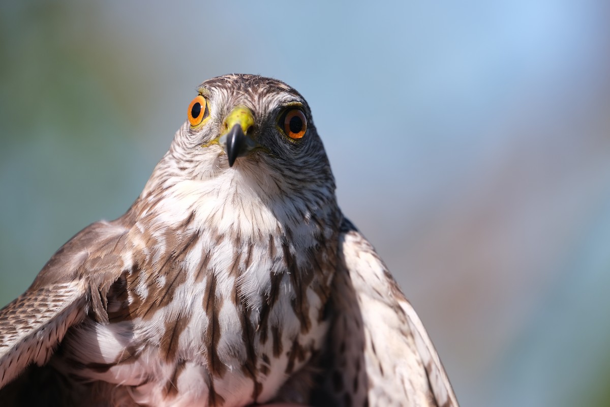 Sharp-shinned Hawk - ML638264397