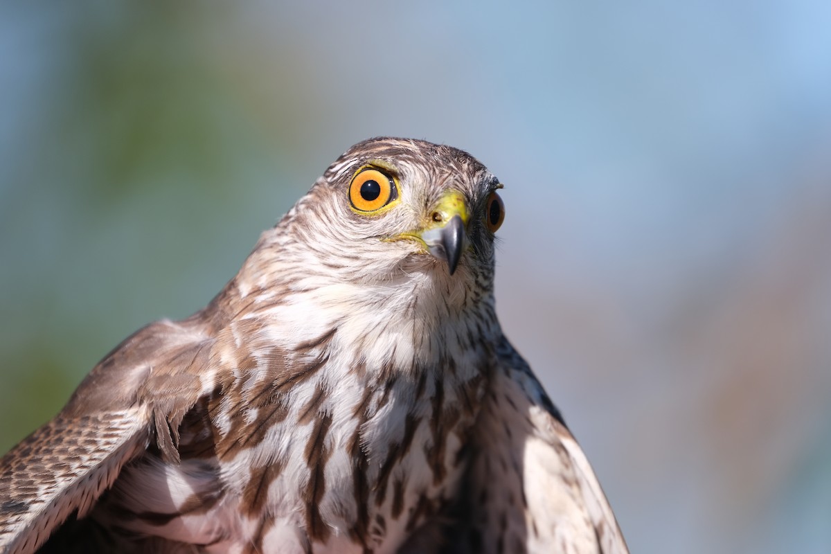 Sharp-shinned Hawk - ML638264398