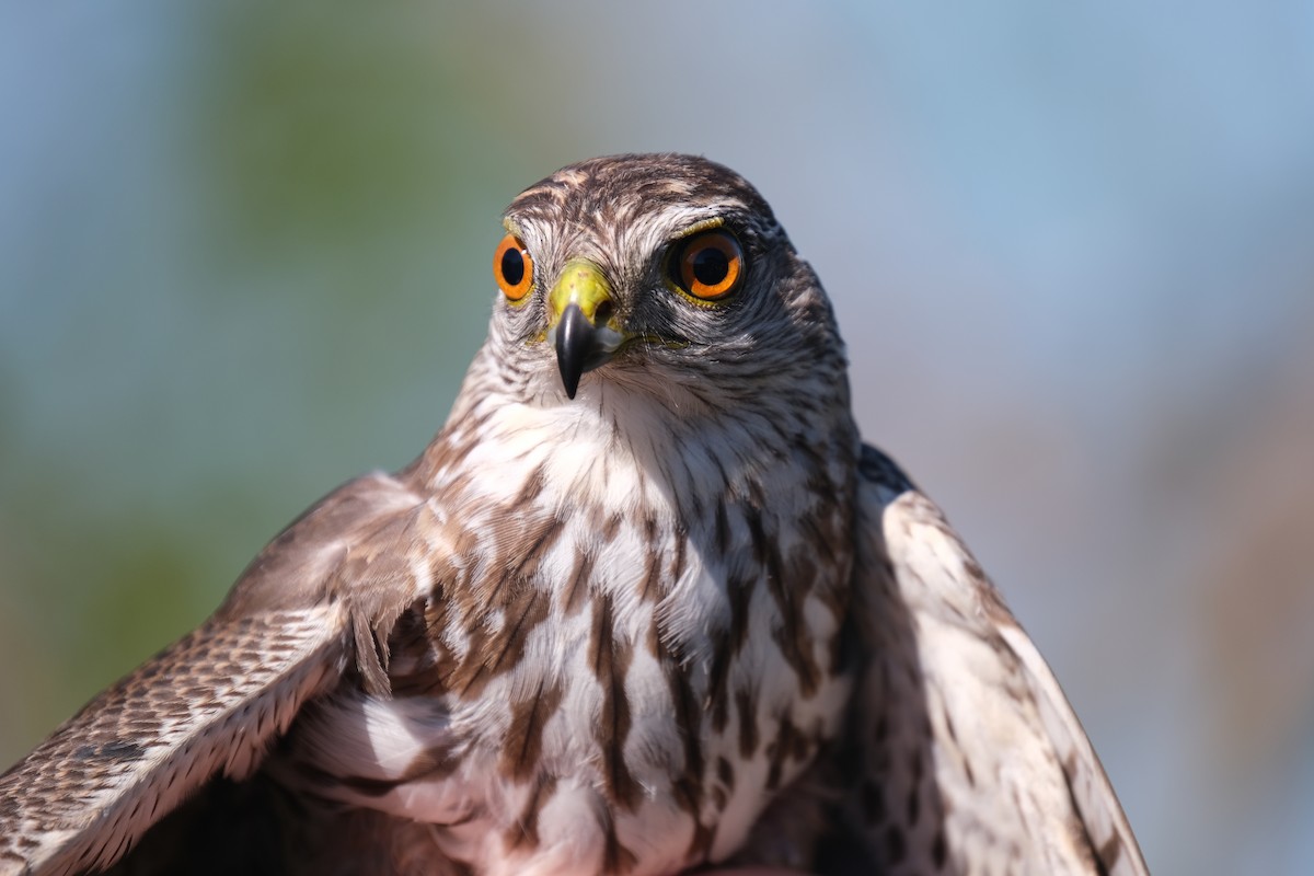 Sharp-shinned Hawk - ML638264399
