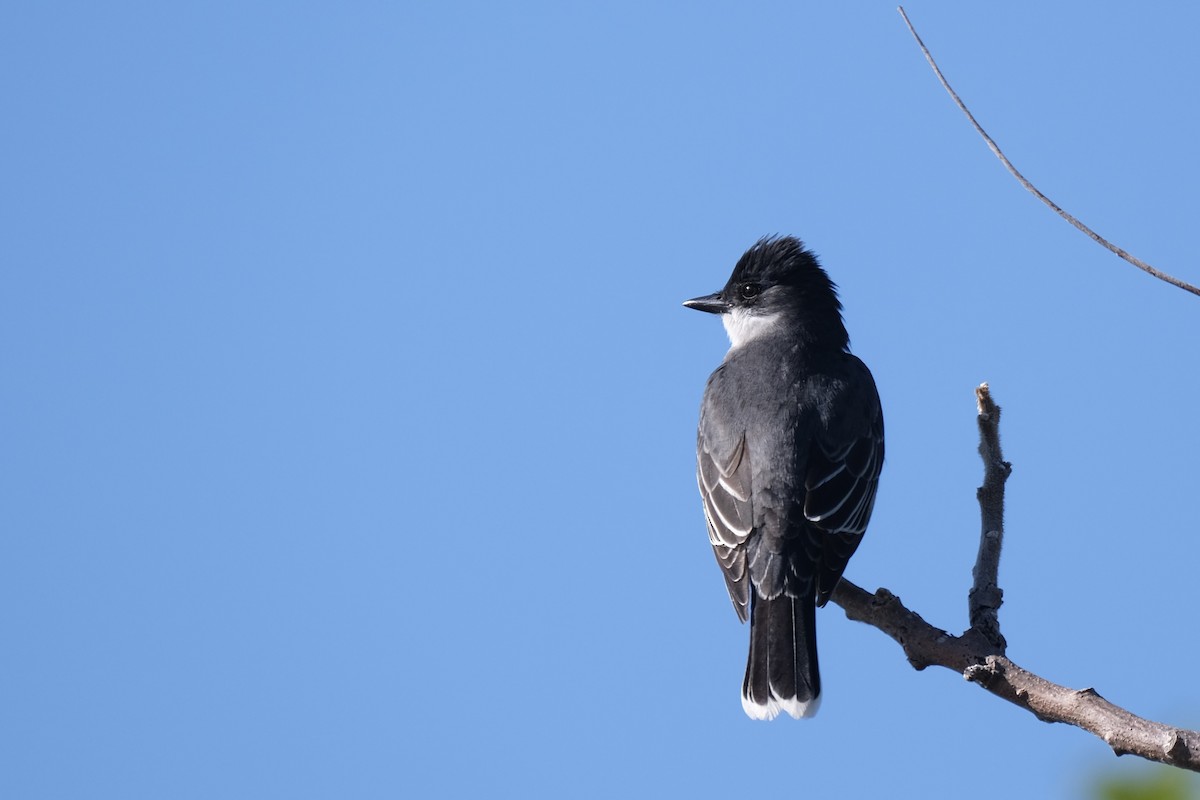 Eastern Kingbird - ML638264424