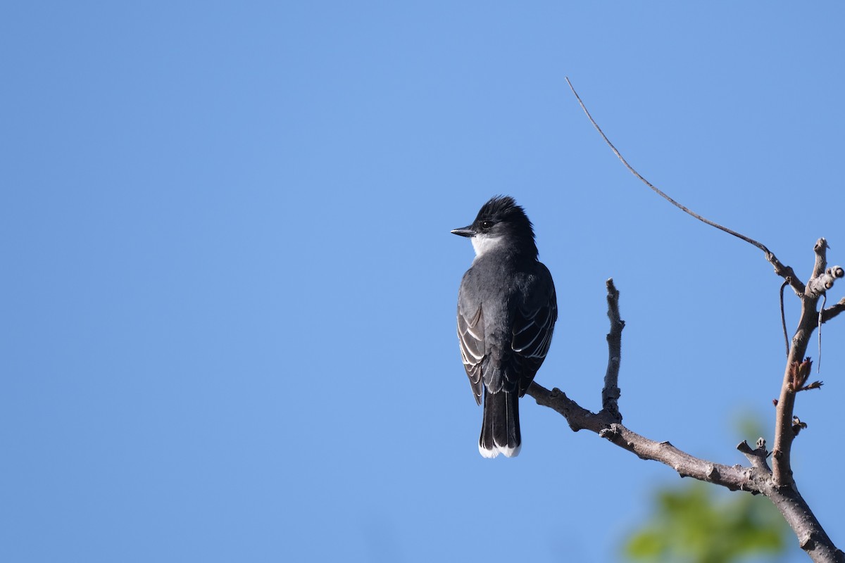 Eastern Kingbird - ML638264425