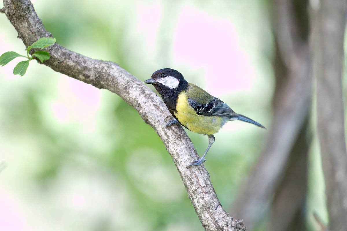 Green-backed Tit - ML638264436