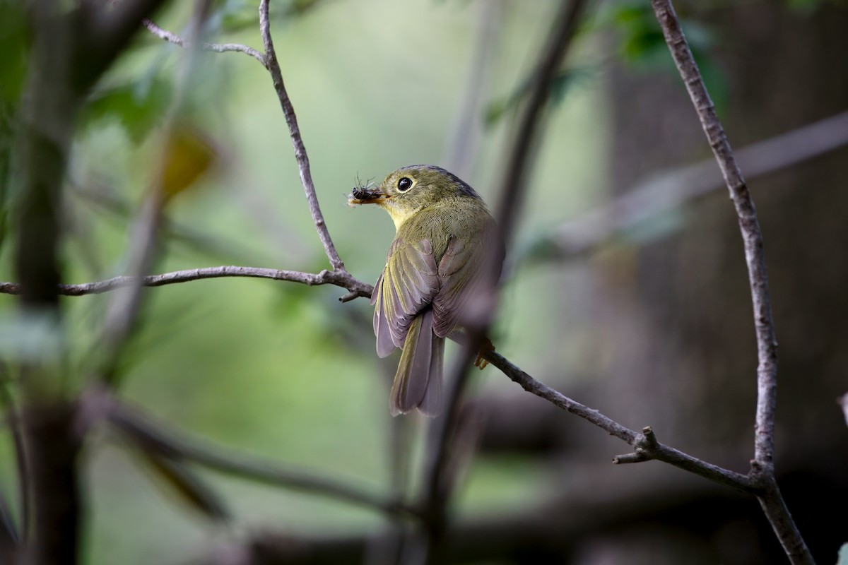 Martens's Warbler - ML638264437