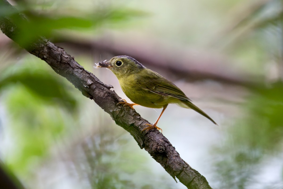 Martens's Warbler - ML638264438