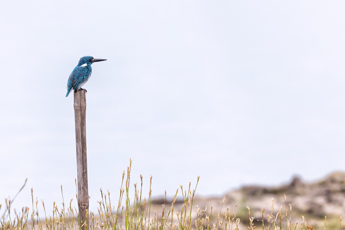 Small Blue Kingfisher - ML638264441
