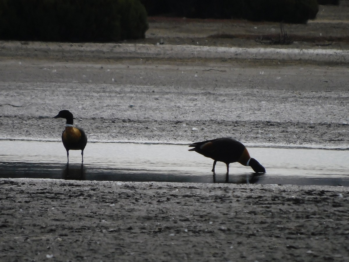 Australian Shelduck - ML638264442