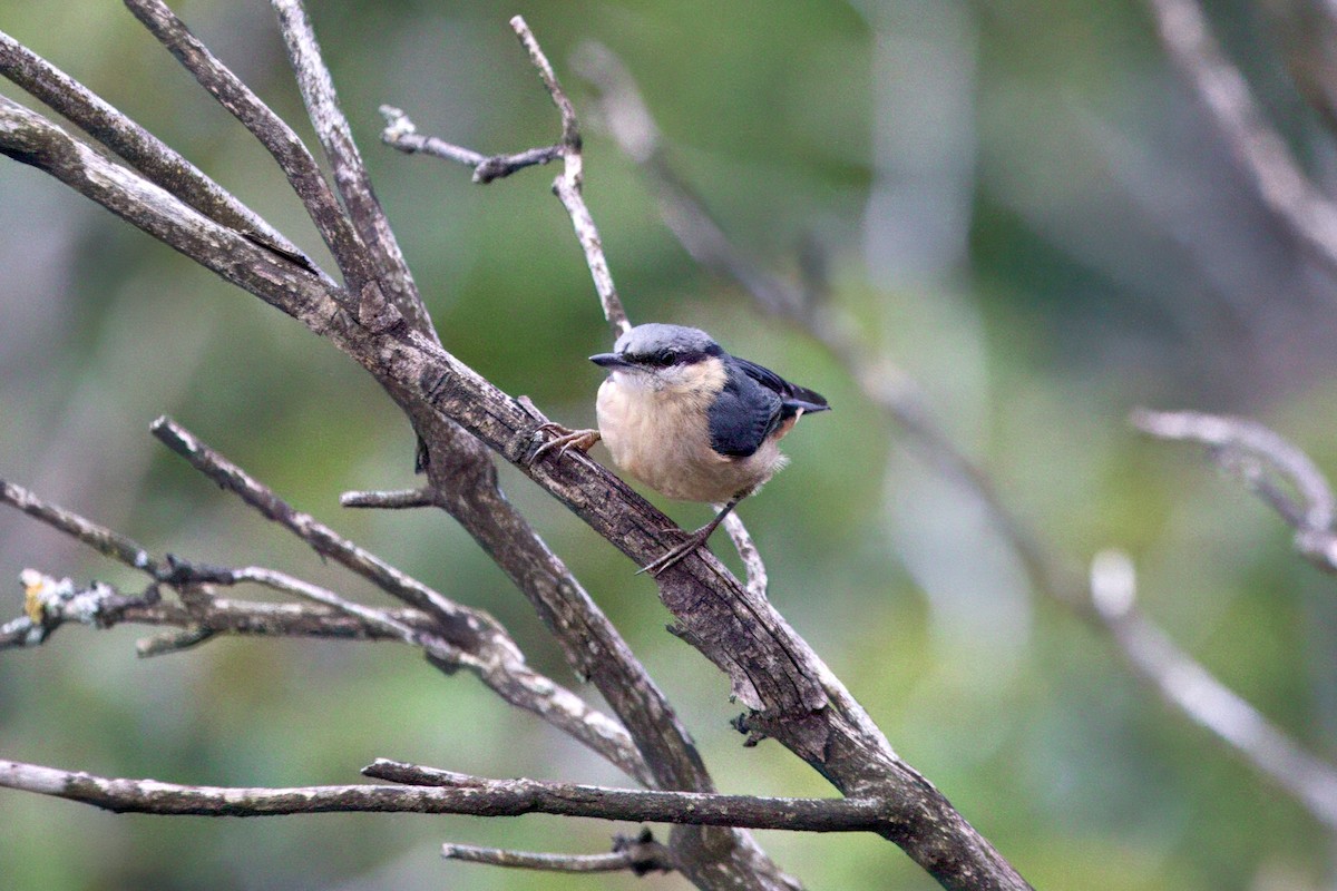 Eurasian Nuthatch (Chinese) - ML638264444