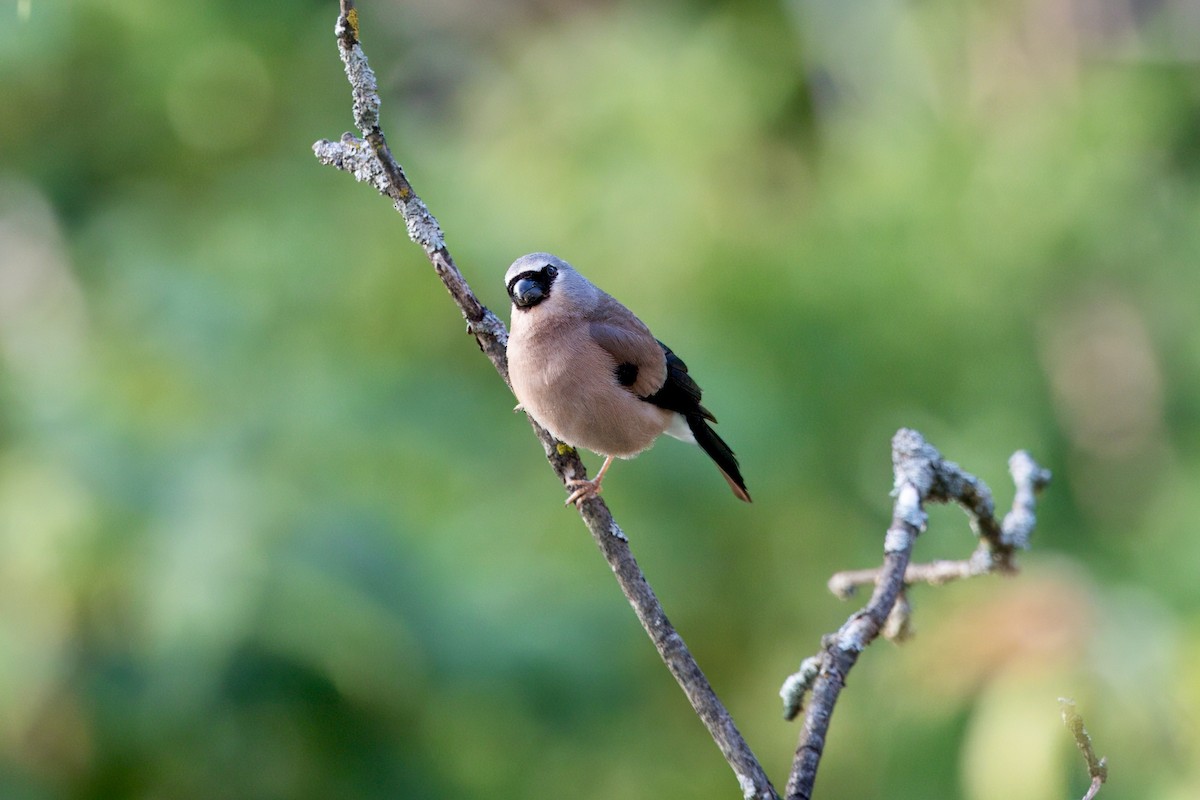Gray-headed Bullfinch - ML638264445