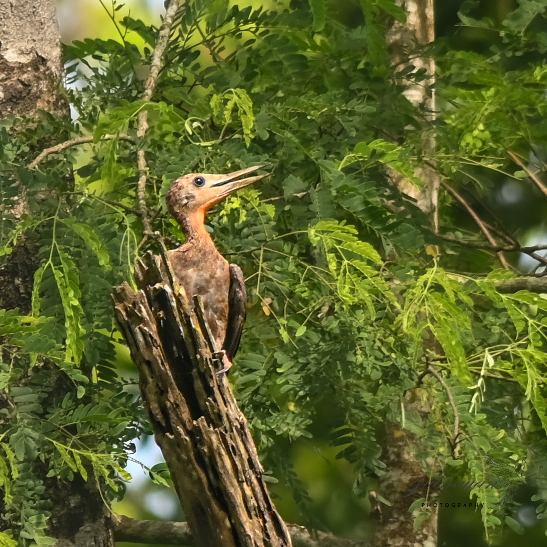 Great Slaty Woodpecker - ML638264459