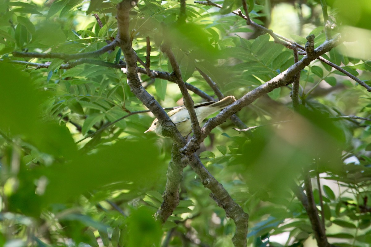 Large-billed Leaf Warbler - ML638264461
