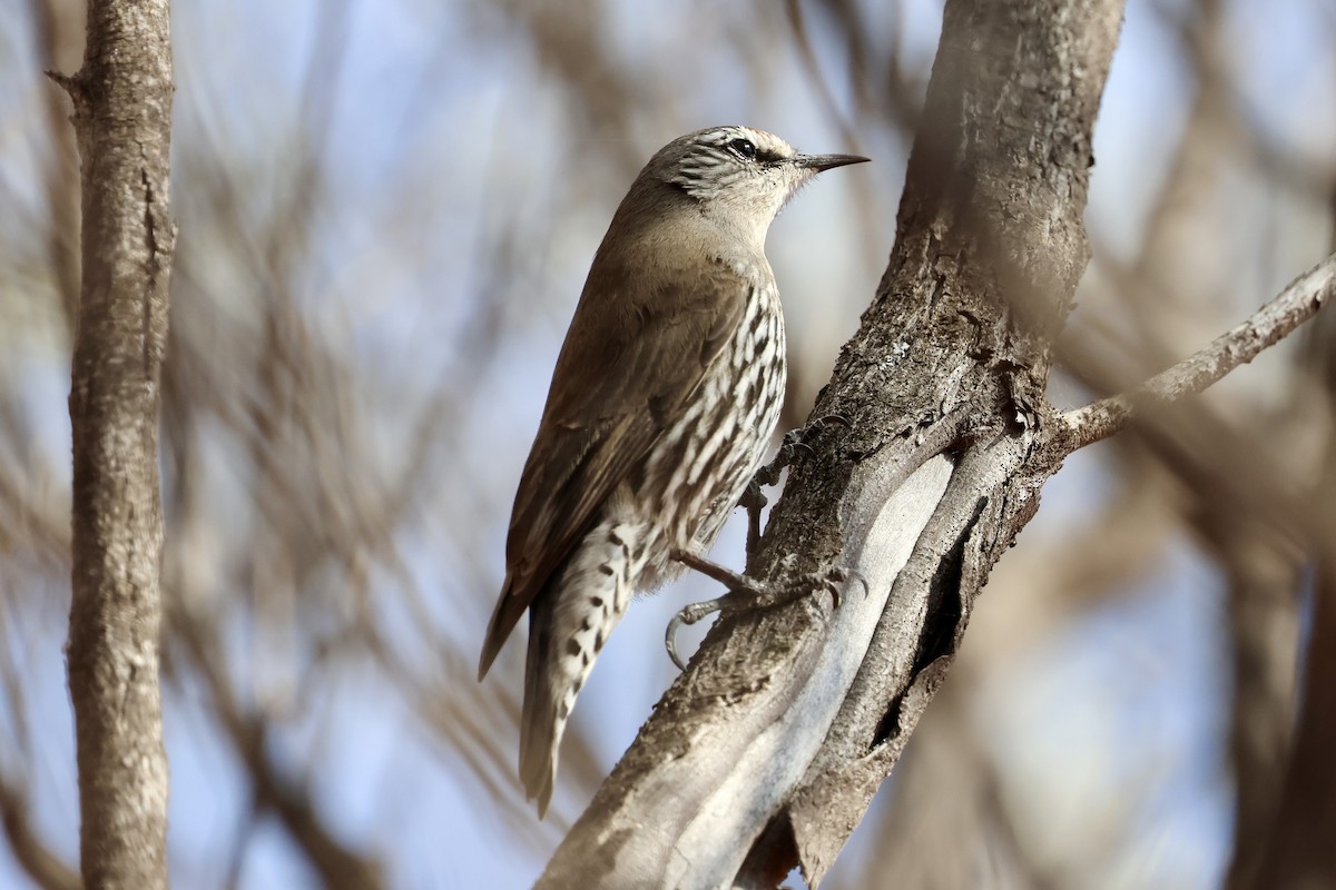 White-browed Treecreeper - ML638264462