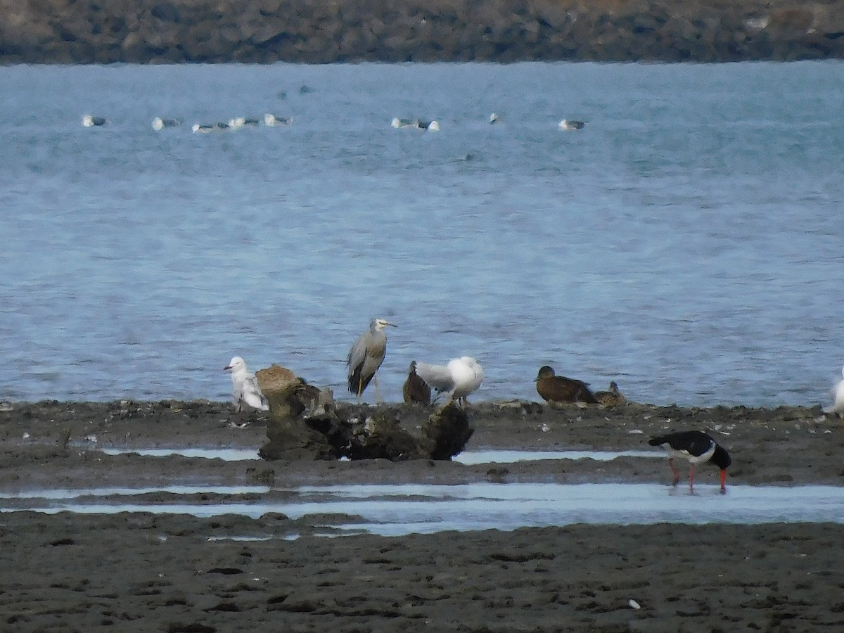白臉鷺 - ML638264464
