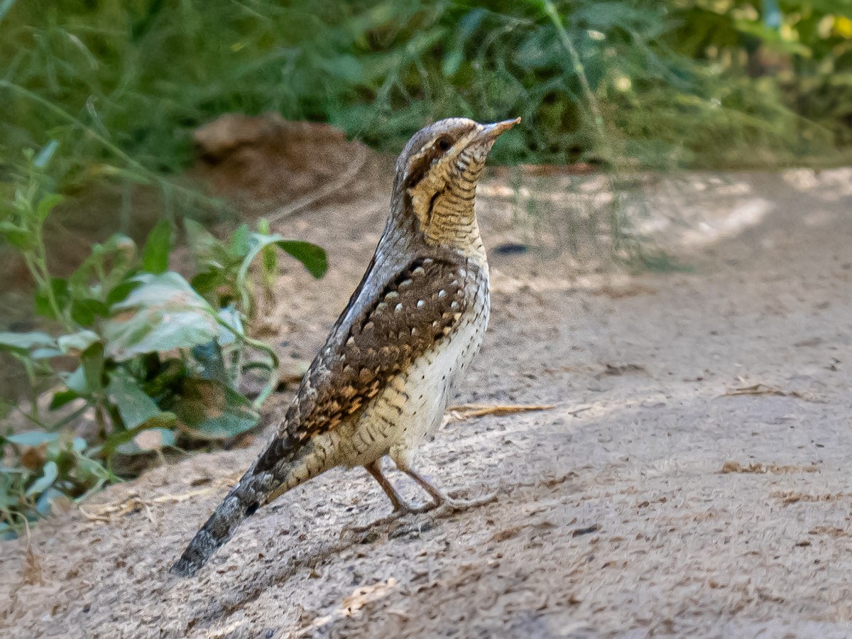 Eurasian Wryneck - ML638264467