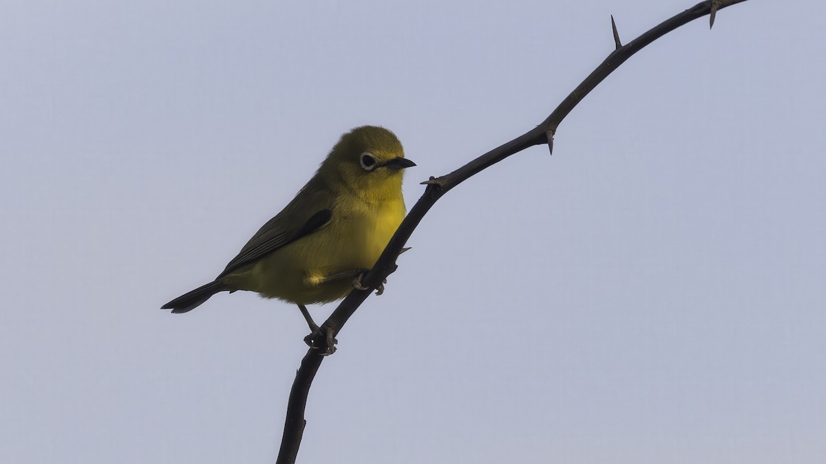 Pale White-eye - ML638264472