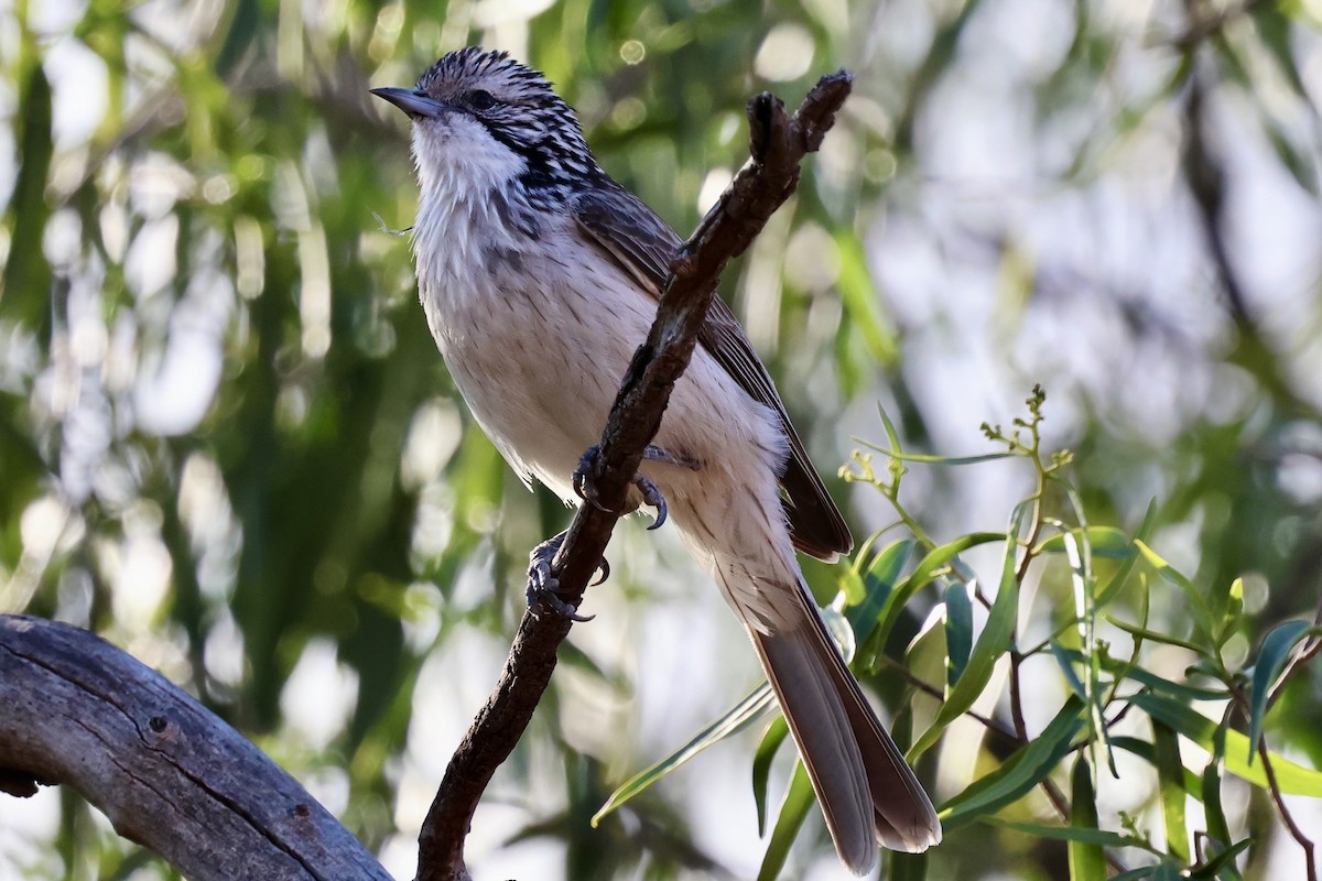 Striped Honeyeater - ML638264477