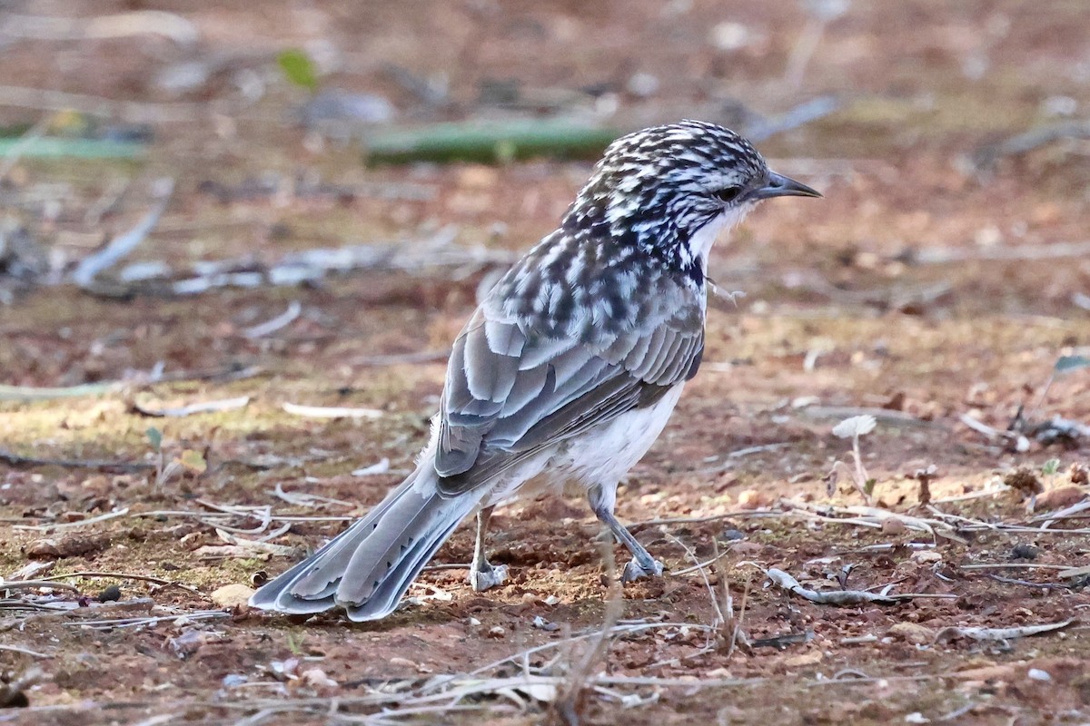 Striped Honeyeater - ML638264478
